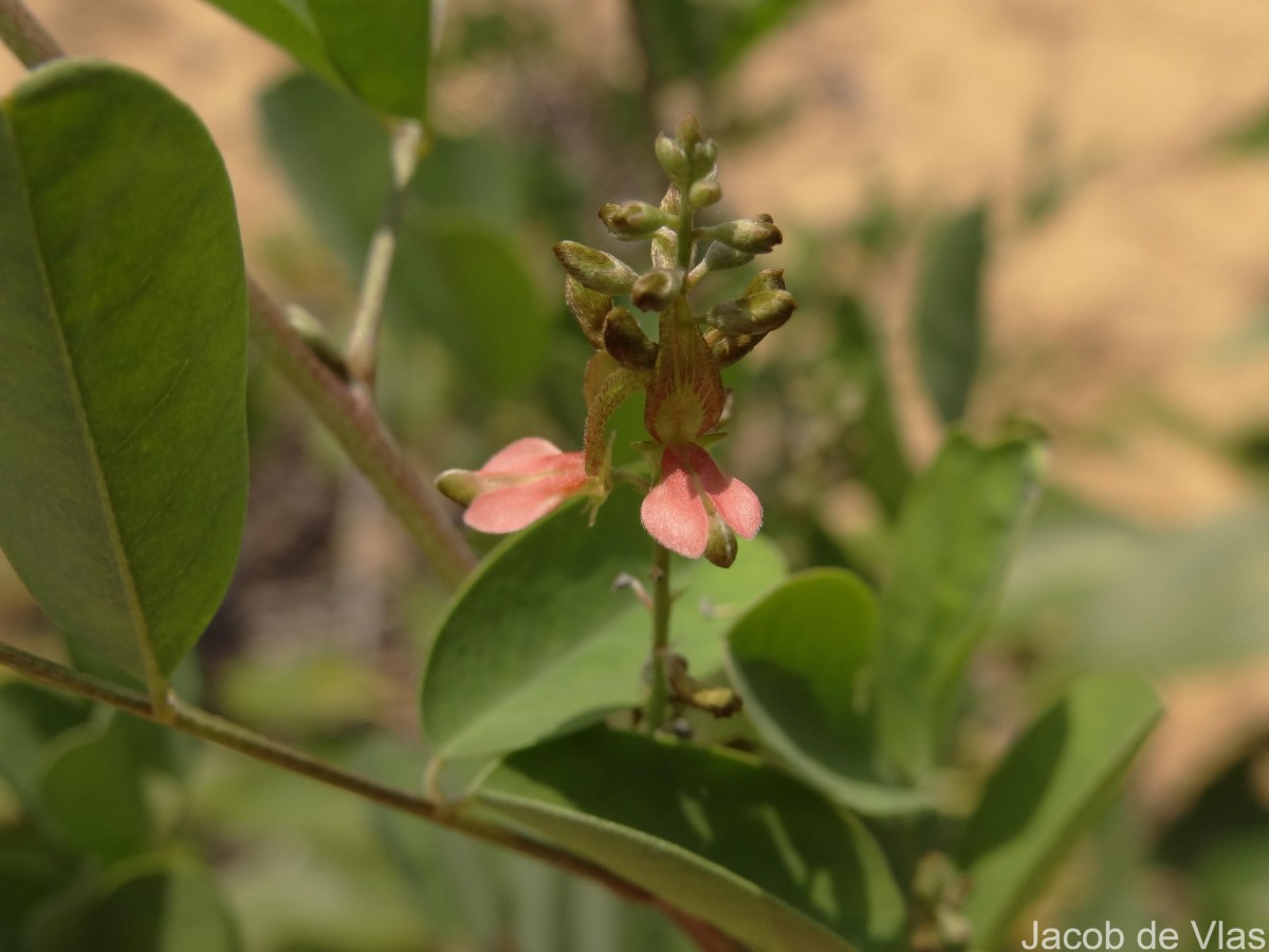 Indigofera tinctoria L.